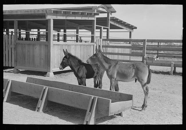 Casa Grande Valley Farms,Pinal County,Arizona,AZ,Farm Security Admin,FSA,1 2