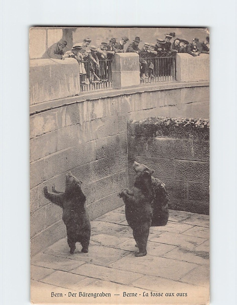 Postcard The Bear Pit Bear Park Bern Switzerland