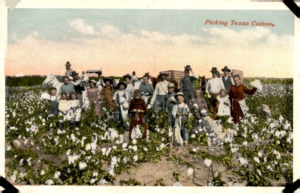 Picking Texas Cotton, 36714, Chrome Postcard