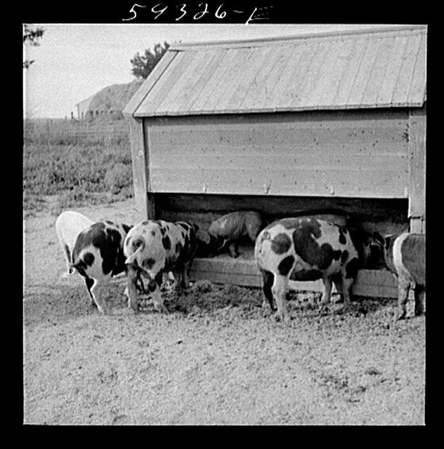 Scottsbluff Farmsteads,North Platte River Valley,Nebraska,NE,September 1941,11