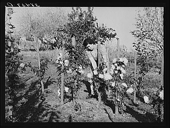 Fruit Farmer,Placer County,California,CA,Farm Security Administration,1940,FSA
