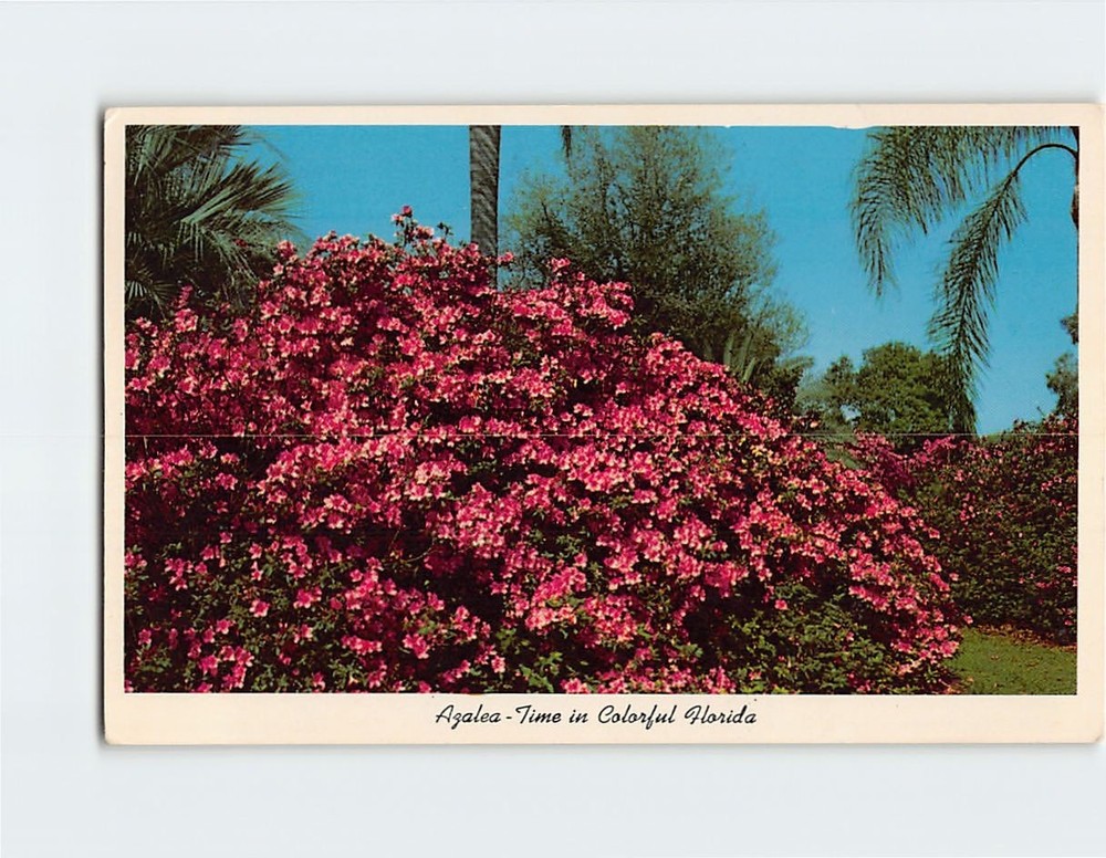 Postcard Azalea Time in Colorful Florida