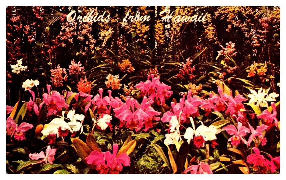 HI Hawaii Orchids Chrome Postcard