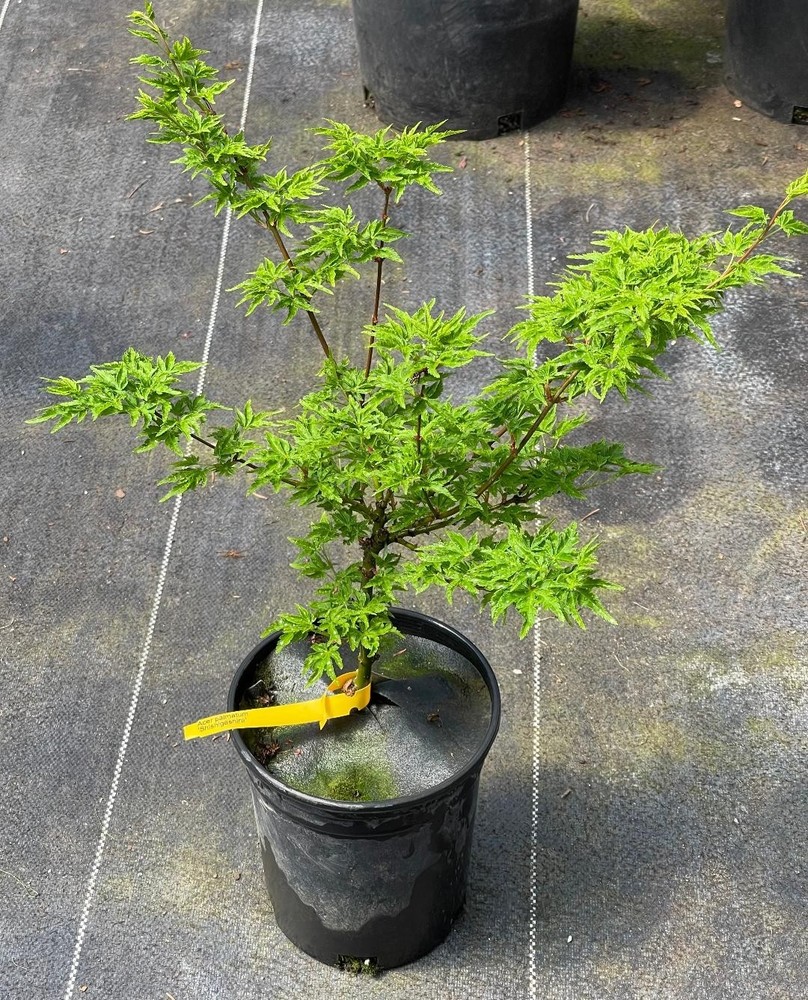 Acer palmatum 'Shishigashira' (Shishigashira Japanese Maple)-image
