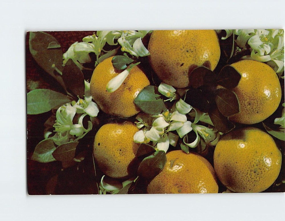 Postcard Grapefruit with Blossoms Florida USA