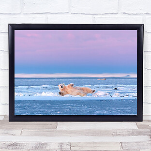 Morning Exercise Wildlife Animal Ice Dawn Polar Bear Bears Wall Art Print