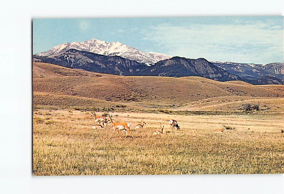 Postcard Home on the Range Where the Antelope Play