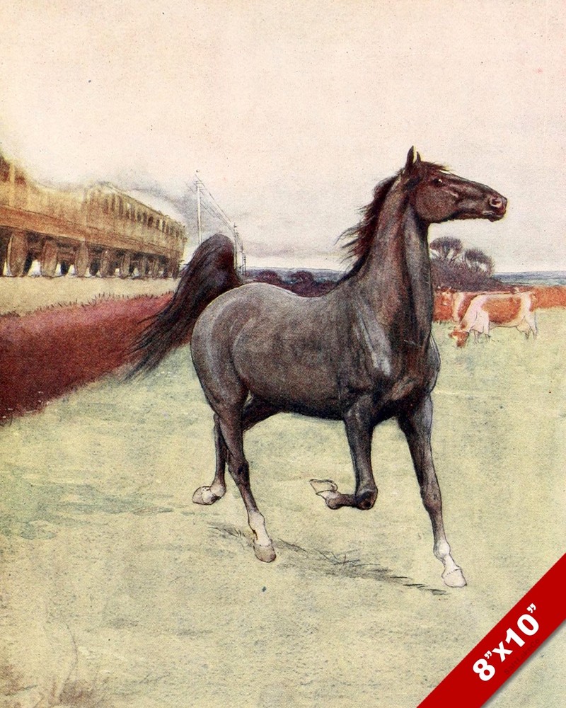 BLACK BEAUTY UNBRIDLED HORSE EQUESTRIAN ART PAINTING REAL CANVAS PRINT