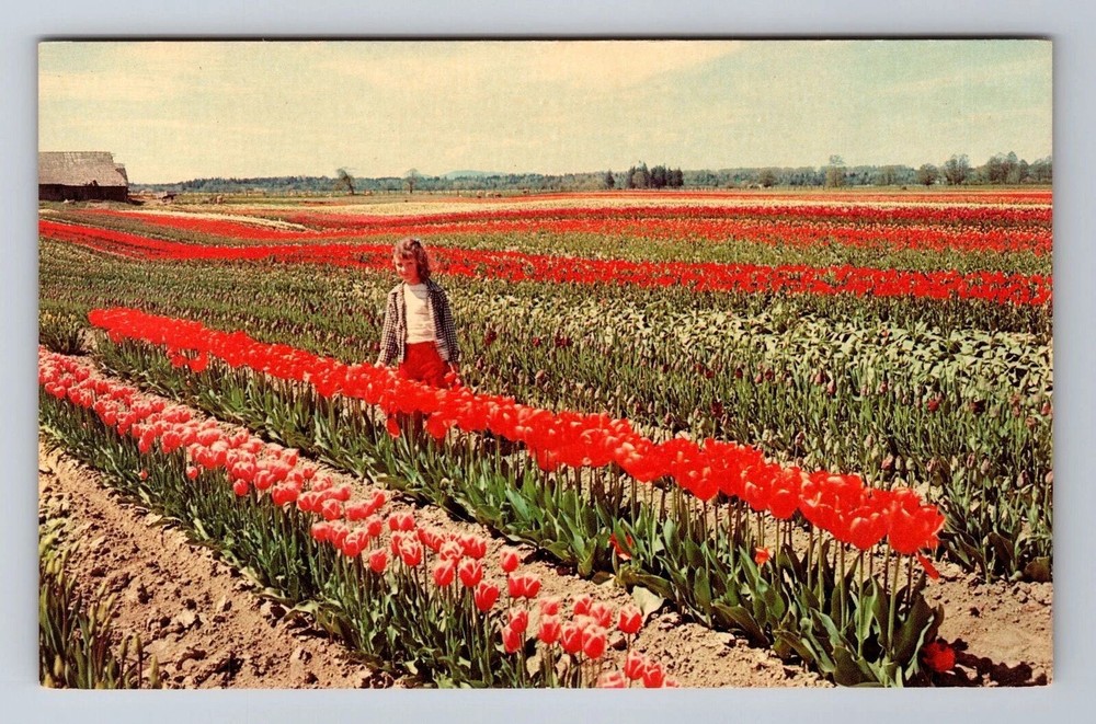WA-Washington, Tulip Fields, Antique Vintage Souvenir Postcard