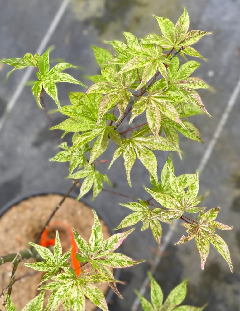 Acer palmatum 'Ukigumo' (Ukigumo Japanese Maple)-image