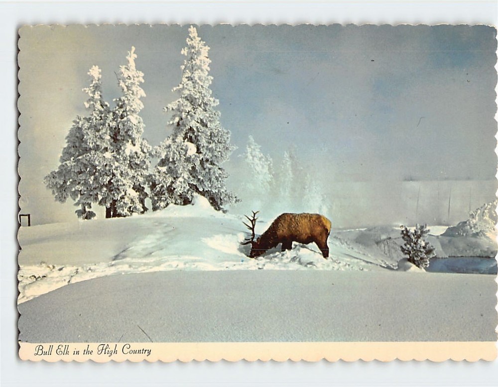 Postcard Bull Elk in the High Country