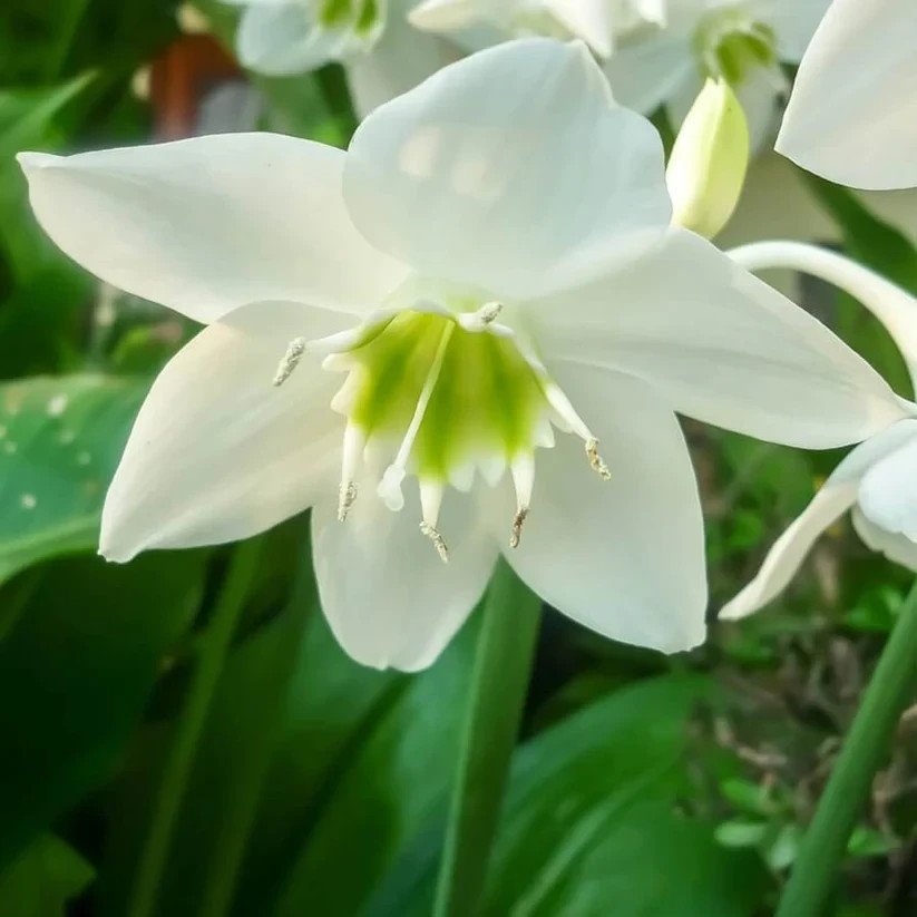 Eucharis lily Imported Flower Bulbs Pack of 2 bulbs