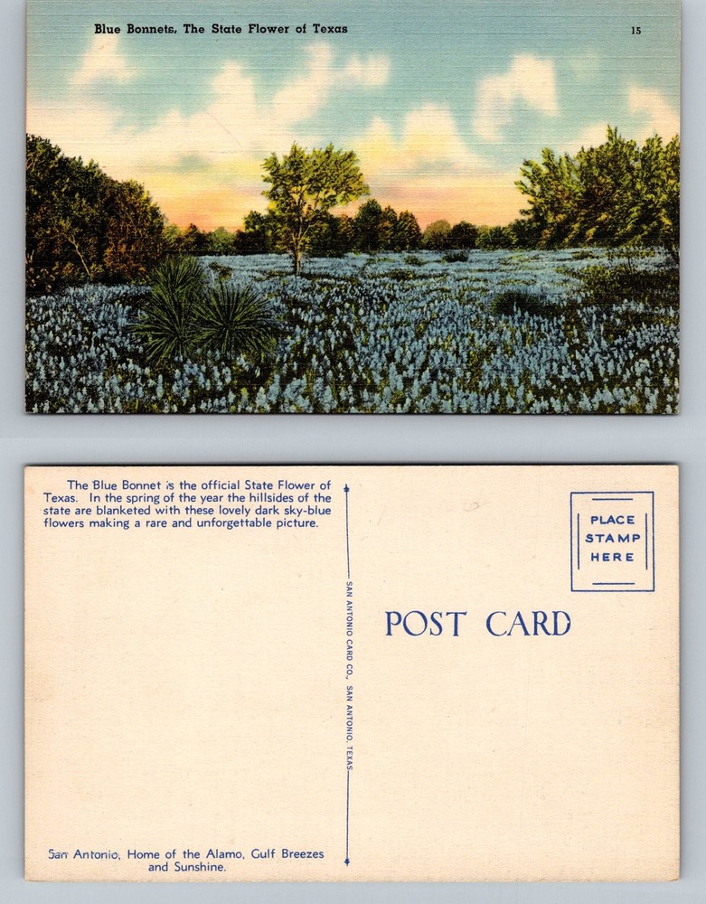 San Antonio, TX-Texas, Field Of Blue Bonnets Texas State Flower Vintage Postcard