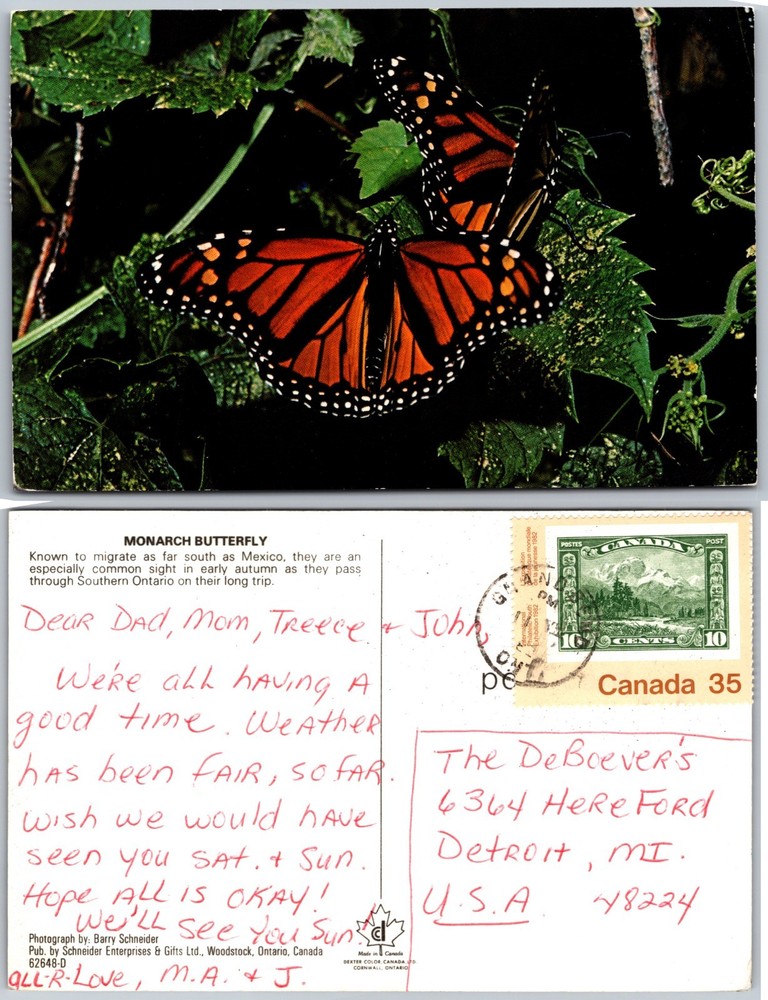 Monarch Butterfly Postcard