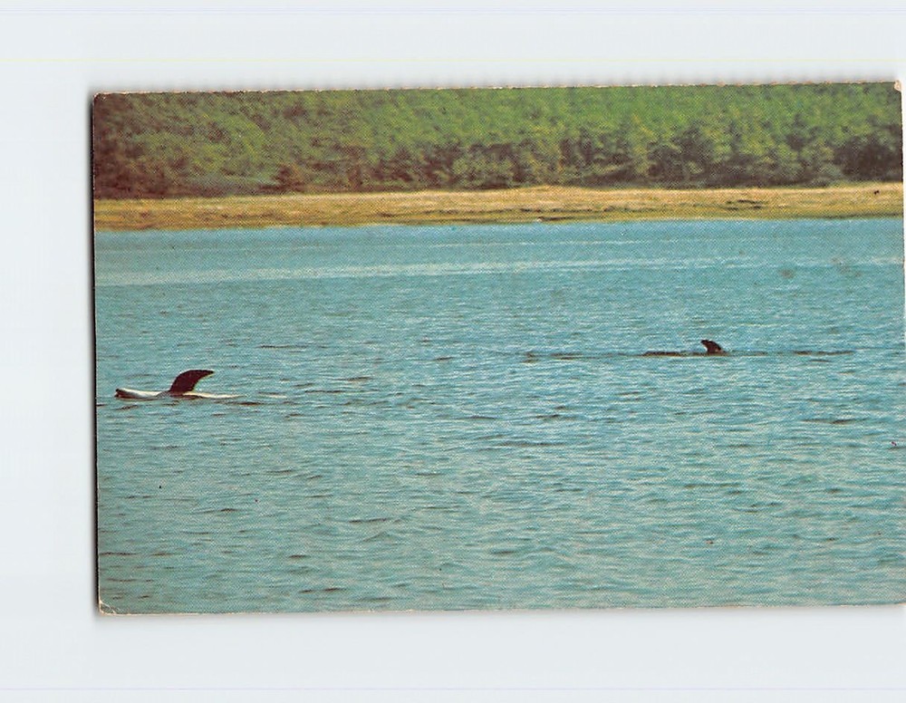 Postcard A Group of Dolphins Stranded Cape Cod National Seashore Massachusetts