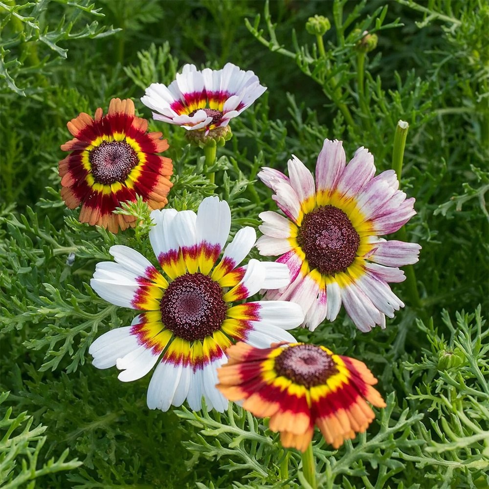 Painted Mix Daisy Flower Seeds Pink Indian Blanket Colorful Sunflower 50pcs/pack
