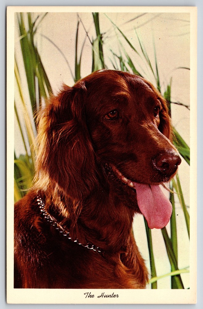 Animal~Irish Setter In Tall Grass~The Hunter~Curt Teich 1964 Postcard