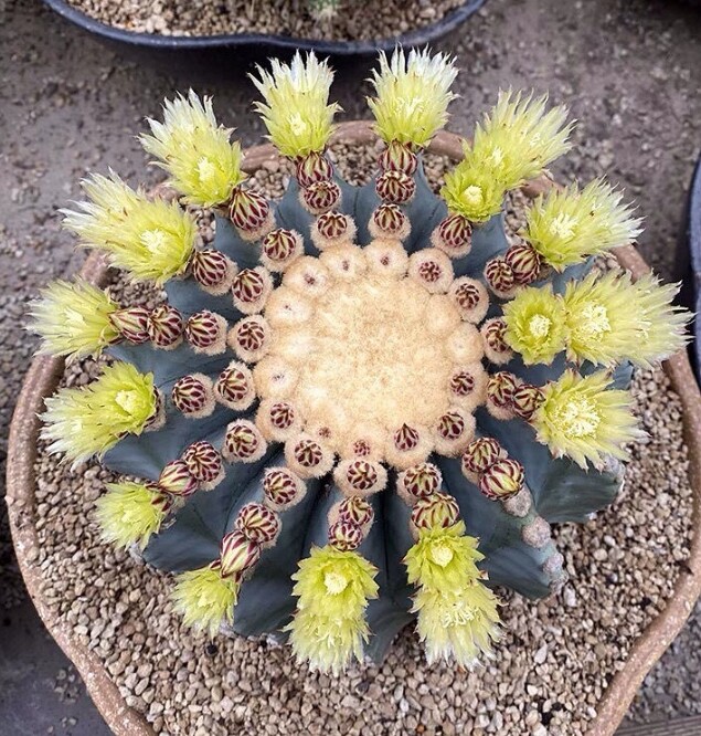 2PCS 6-7cm Succulent Cactus Plant Ferocactus glaucescens Garden Cactus Plants