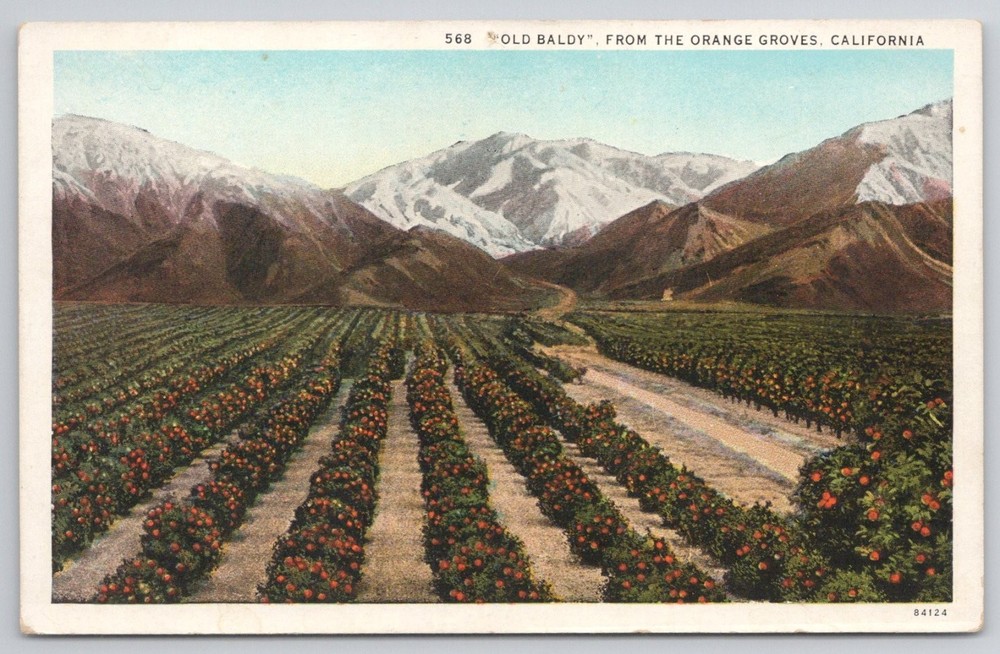Vintage Linen Postcard Old Baldy From The Orange Groves California