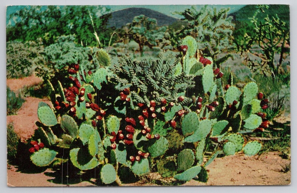 Vintage Prickly Pear Cactus Postcard Arizona Desert Landscape Petley Studios