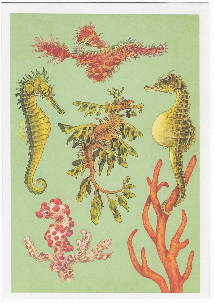 NEW Oceanarium Watercolor Postcard Sea Creatures Marine Mammals