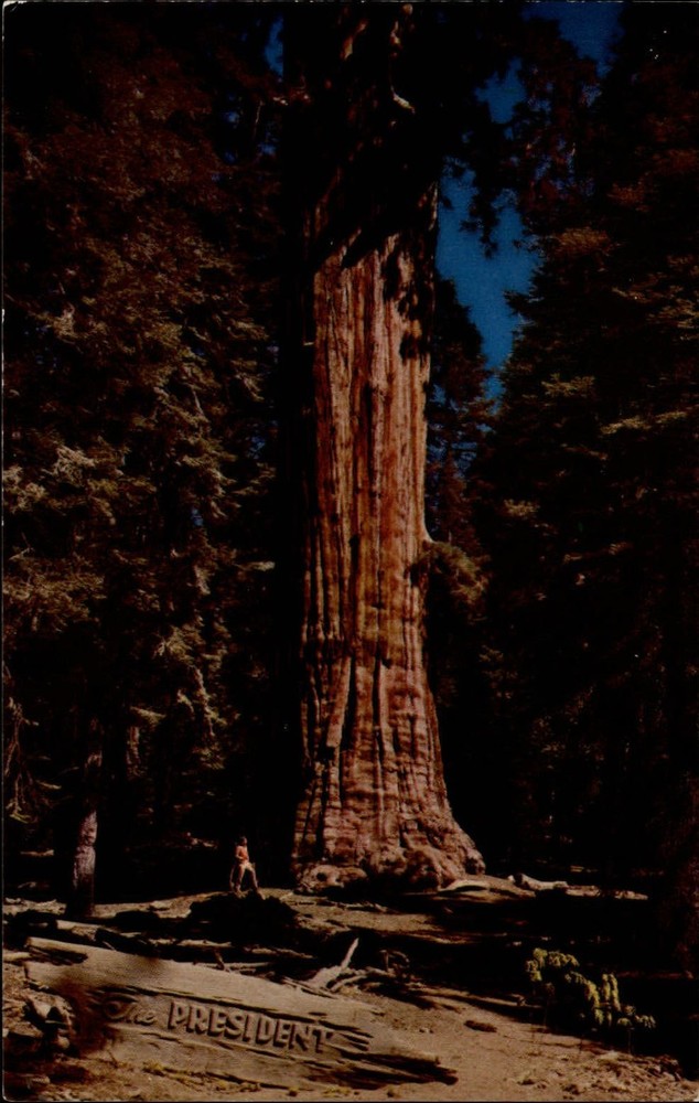 President Tree ~ Giant Forest ~ Sequoia National Park California  1950s postcard