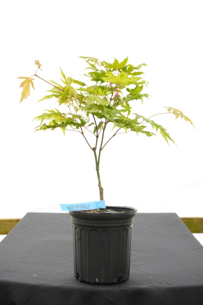 Acer palmatum 'Red Sparkle' Japanese Maple 1 gallon-image