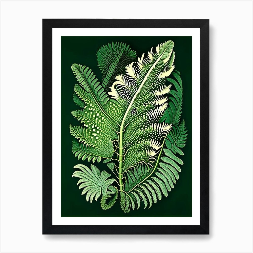 Tasmanian Tree Fern Vintage Botanic Framed Wall Art Poster Canvas Print Picture