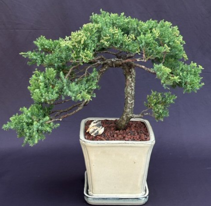 Juniper Bonsai Tree Live Dwarf Procumbens Nana Outdoor Evergreen Plant 15'' Tall