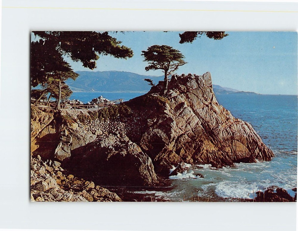 Postcard Lone Cypress On Midway PT Pebble Beach California