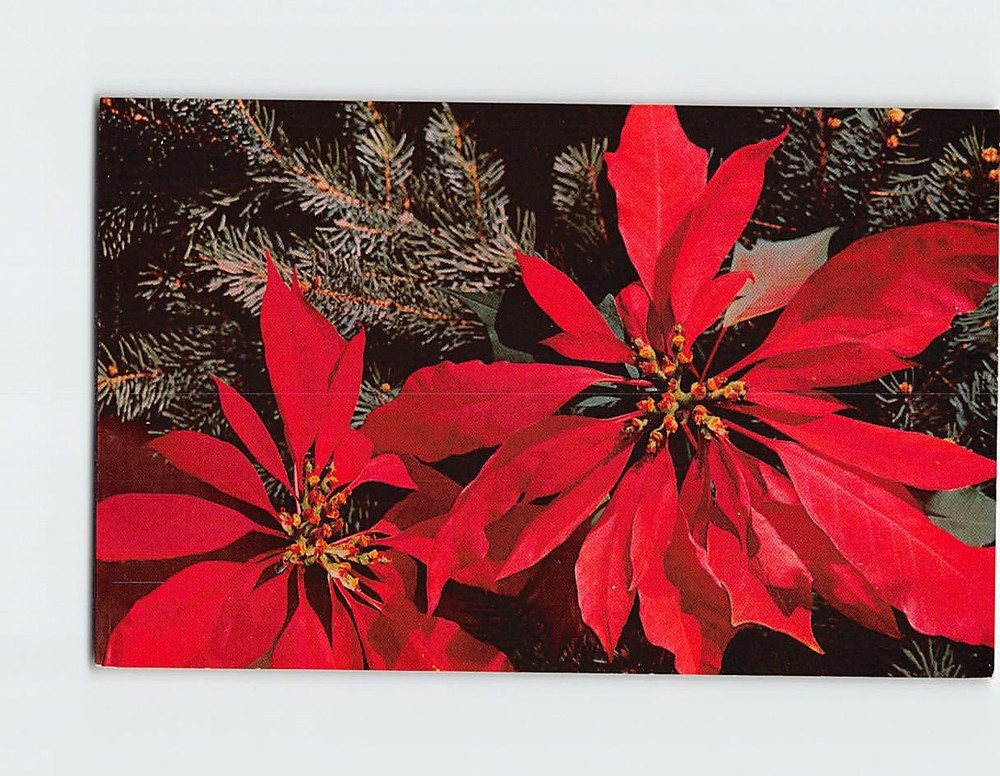 Postcard Poinsettia Christmas Holiday Greeting Card