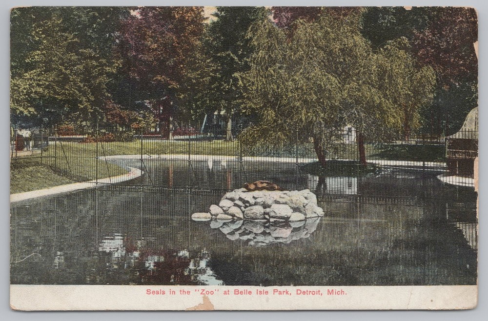 Animal~Seals In The Zoo Belle Isle Park Detroit Michigan~Vintage Postcard