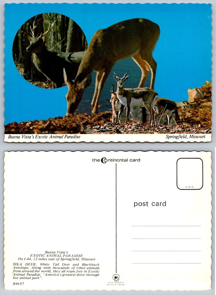 Buena Vista Exotic Animal Paradise Postcard Springfield MO Deer Antelope