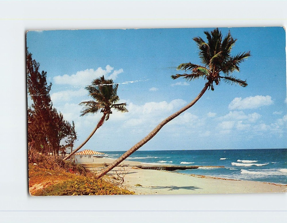 Postcard Whispering Palms On The Florida Coast Florida USA