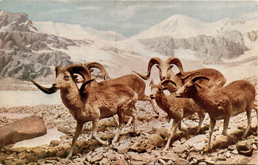 CHICAGO NATURAL HISTORY MUSEUM, Field Museum of Natural History, MARCO Postcard