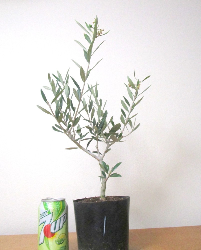 Dwarf Bonita European Olive Fruiting Mame Shohin Bonsai Tree #1
