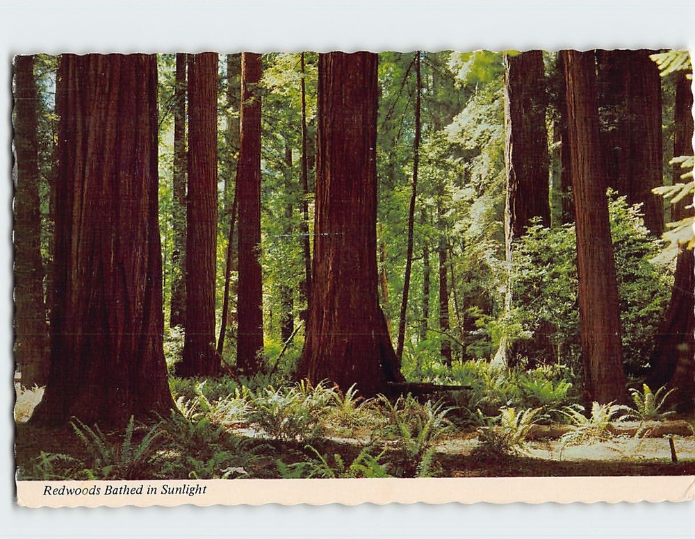 Postcard Redwood Highway California USA