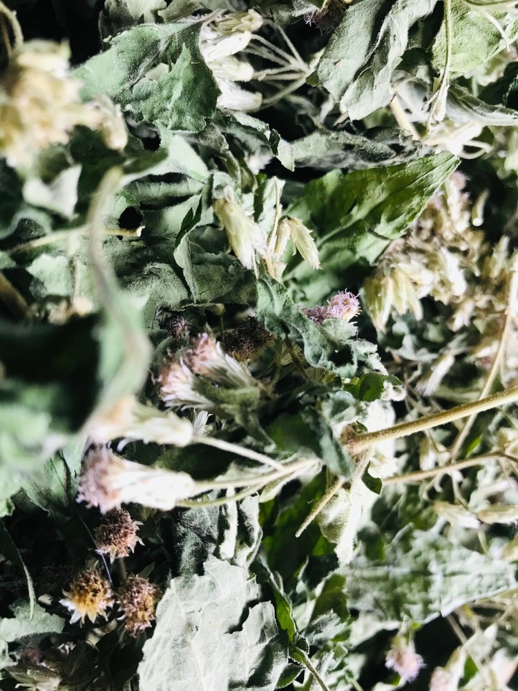 Dried Mexican Dream Herb CALEA ZACATECHICHI Lucid Pure 100% ORGANIC Herbal Tea