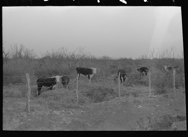 Photo:Cows,Quemado,Texas,TX,Farm Security Administration,FSA,March 1939