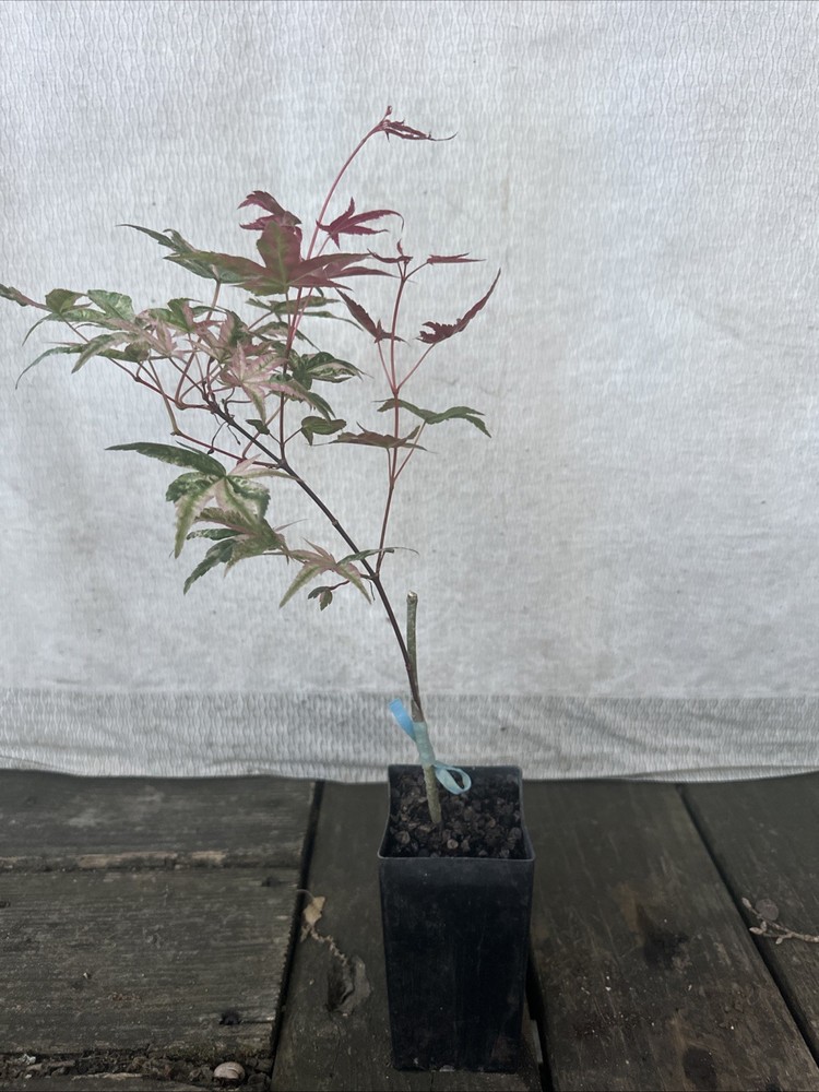 Acer Palmatum Kalidascope Rare Japanese Maple First Year Graft-image