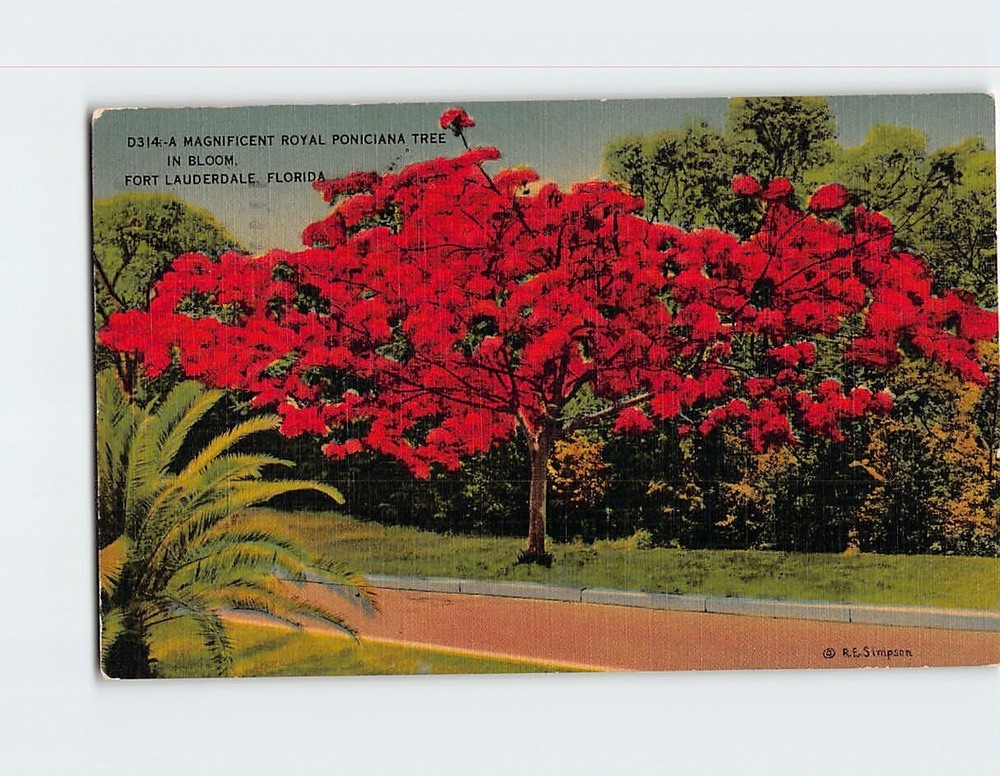 Postcard Royal Poinciana Tree in Bloom Fort Lauderdale Florida USA