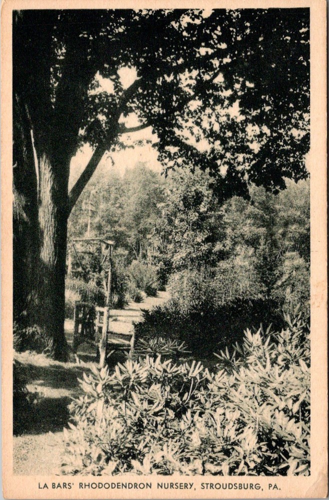 La Bars' Rhododendron Nursery, Stroudsburg PA Vintage Postcard V05