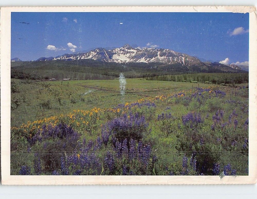 Postcard Flower Field Mountain Landscape Scenery