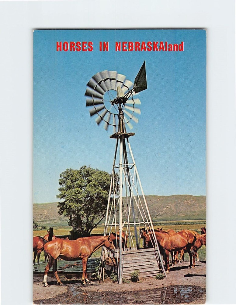 Postcard Horses in Nebraskaland