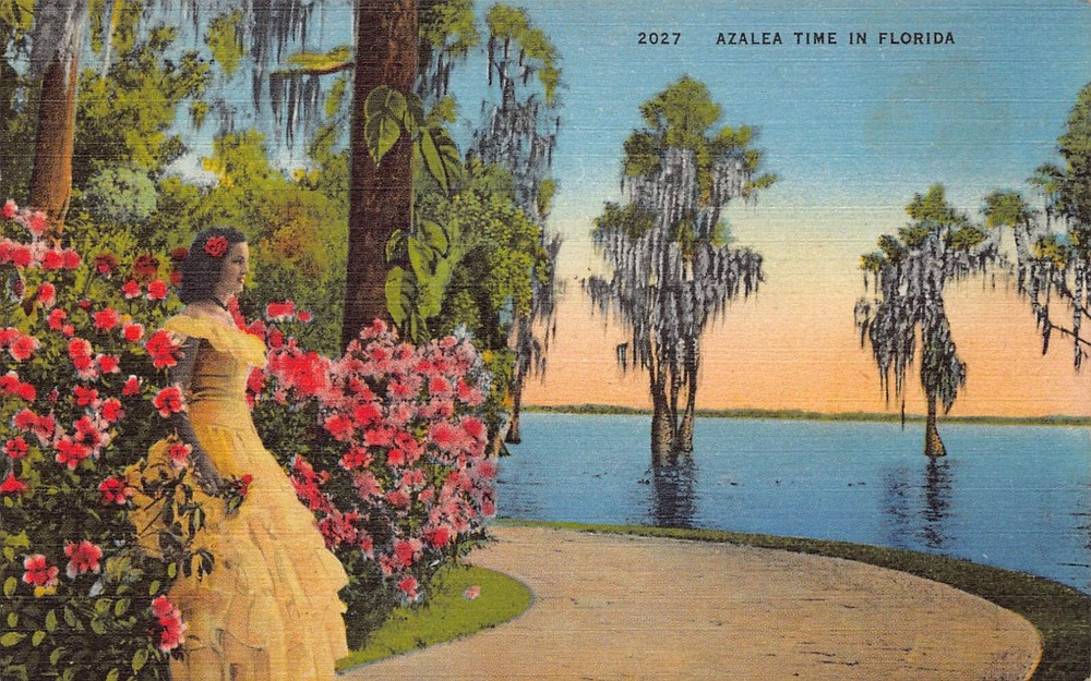 FL Florida Tropical Fauna Botanical Cypress Garden Azalea Orchid Vtg Postcard Q1