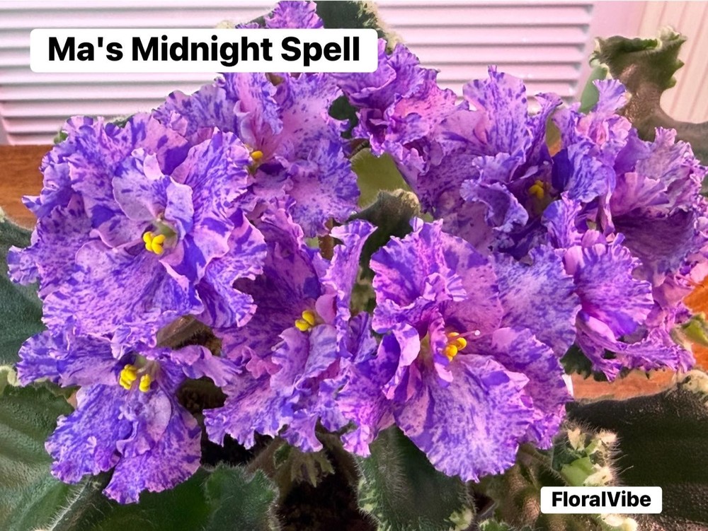 African violet Ma's Midnight Spell 2 leaves