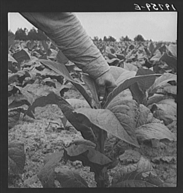 Photo:Negro tenant farmer topping tobacco. Person County, North Carolina