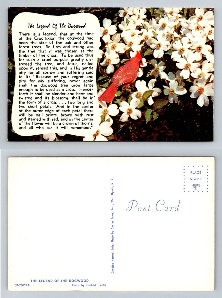 Asheville NC-North Carolina Legend Dogwood Cardinal and Flowers Vintage Postcard