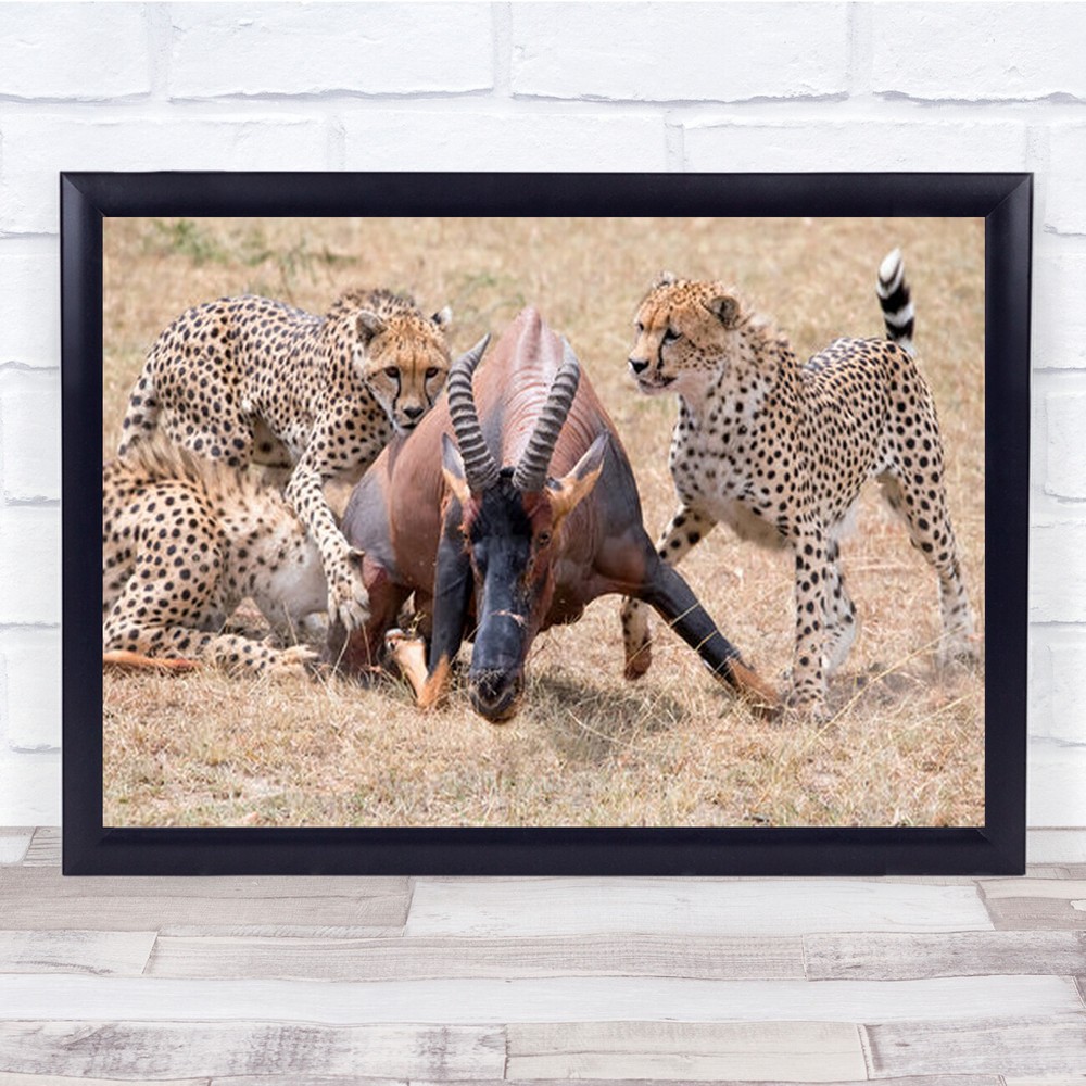 Siege Cheetah Family Topi Wound Action Animals Kenya Wall Art Print