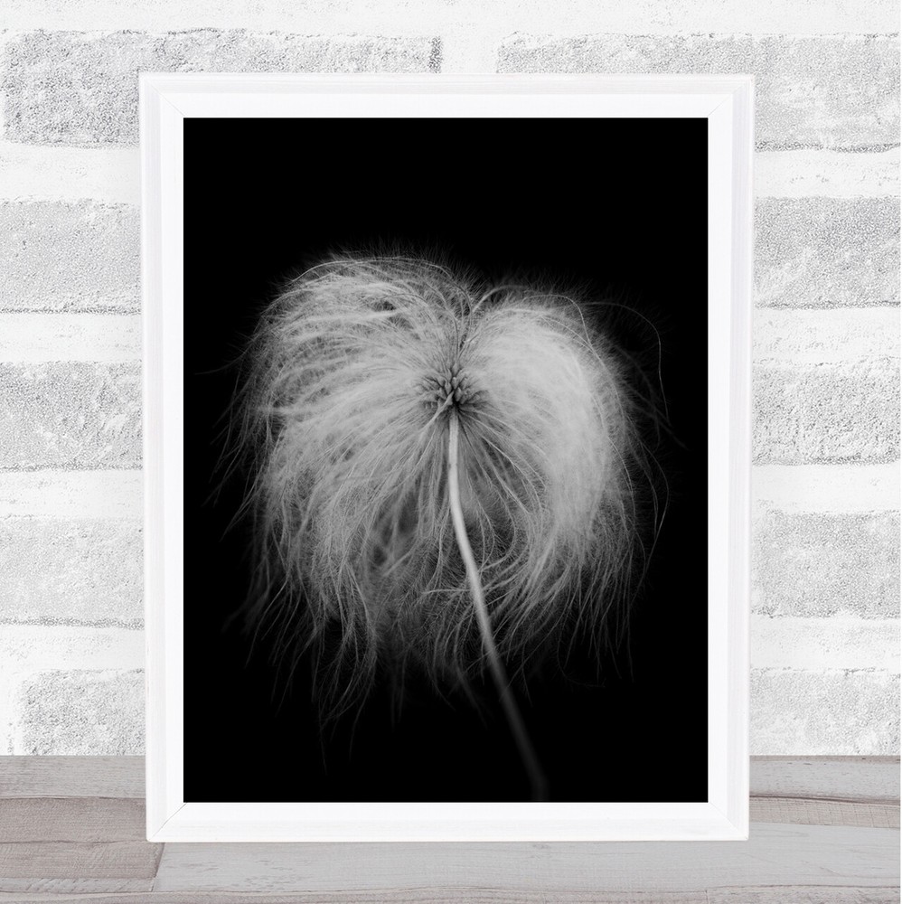 Fluffy seed head Wall Art Print